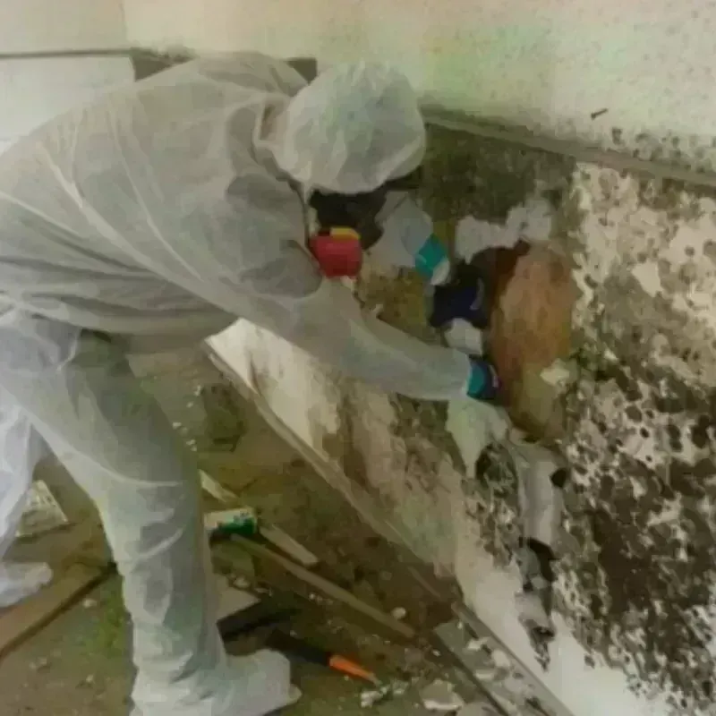 Mold Remediation and Removal in Raleigh, MS